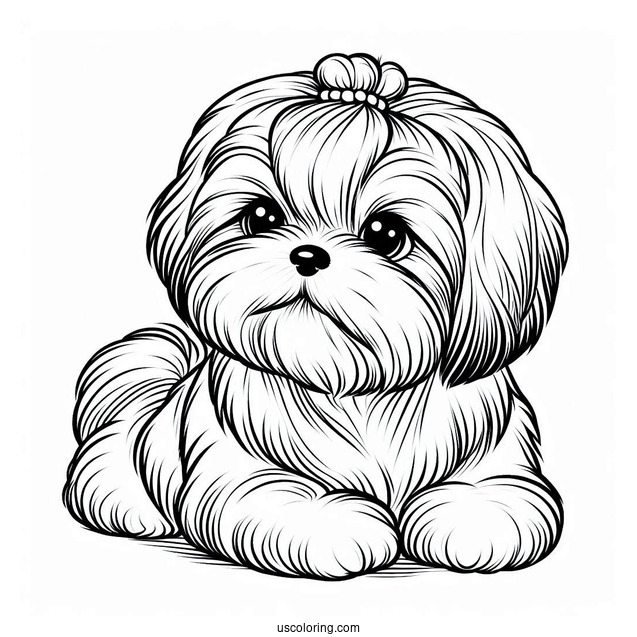 Adorable Shih Tzu To Color