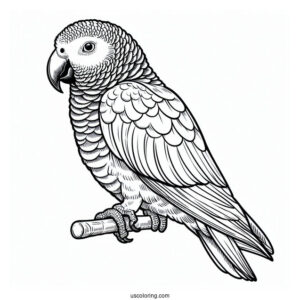 African Grey Parrot