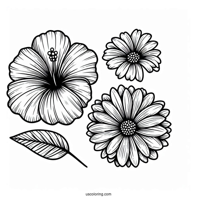 Flower Coloring Pages Of Hibiscus, Daisy, And Dahlias