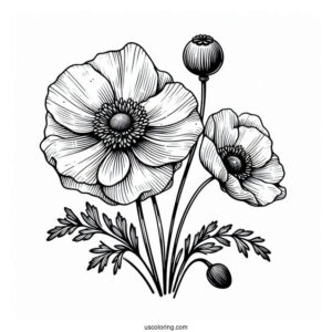Flower Coloring Pages Of Poppy Anemones