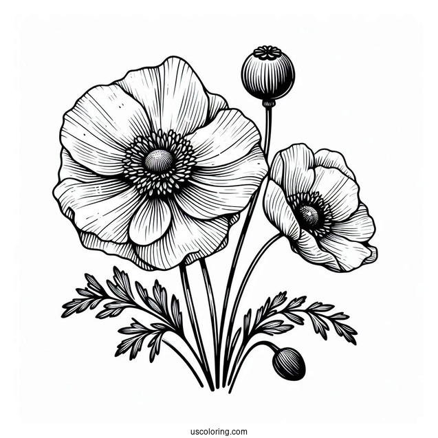 Flower Coloring Pages Of Poppy Anemones