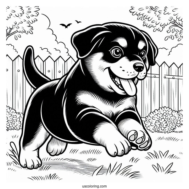 Rottweiler Puppy Running In Backyard