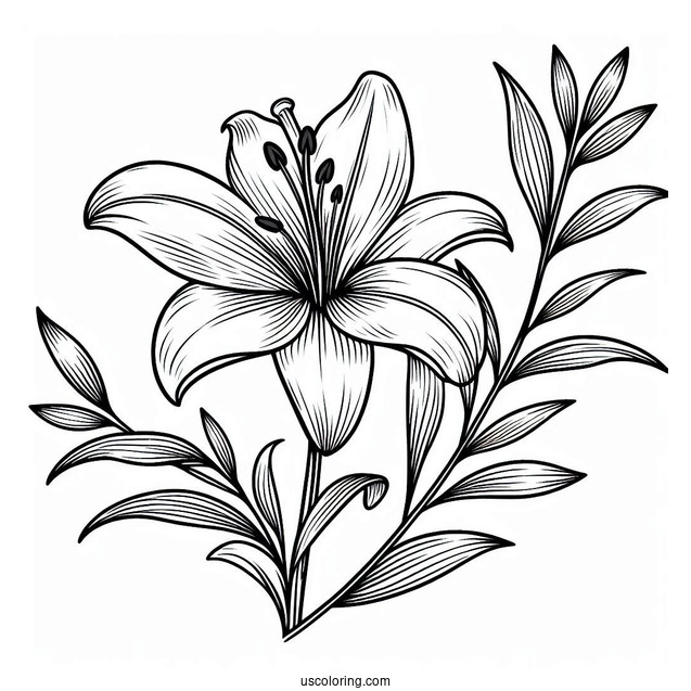 Flower Coloring Pages Of Single Easter Lily Flower