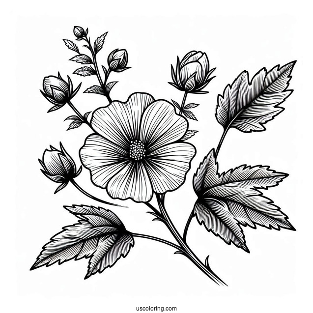 Flower Coloring Pages Of Swamp Rose Mallow Outline