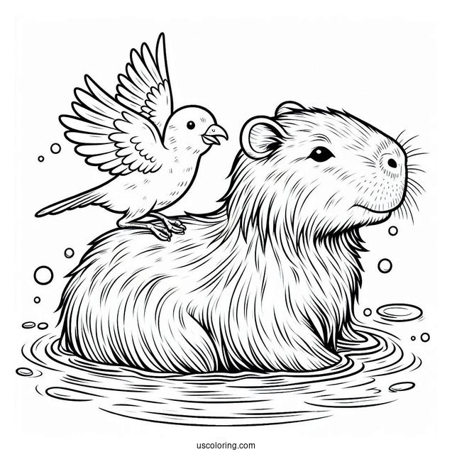 Bathing Capybara Coloring Page With Bird On Its Head