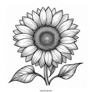 Big Petal Sunflower