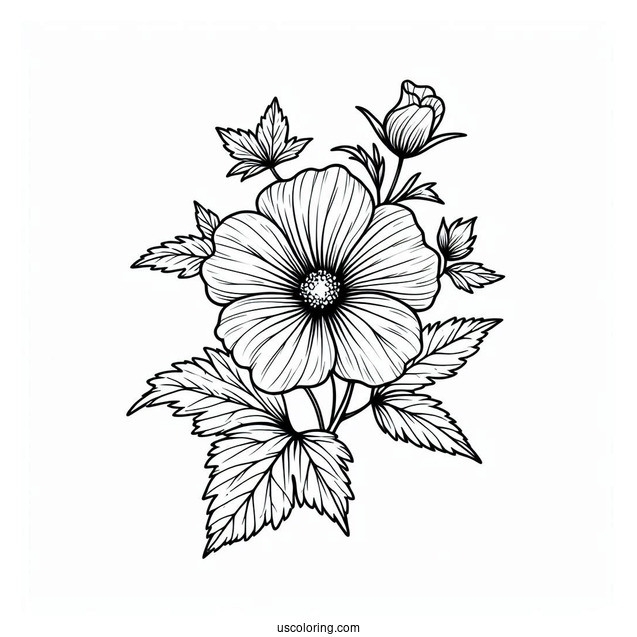 Flower Coloring Pages Of Swamp Rose Mallow Outline