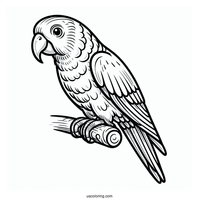 Parrot With Large Beak To Color