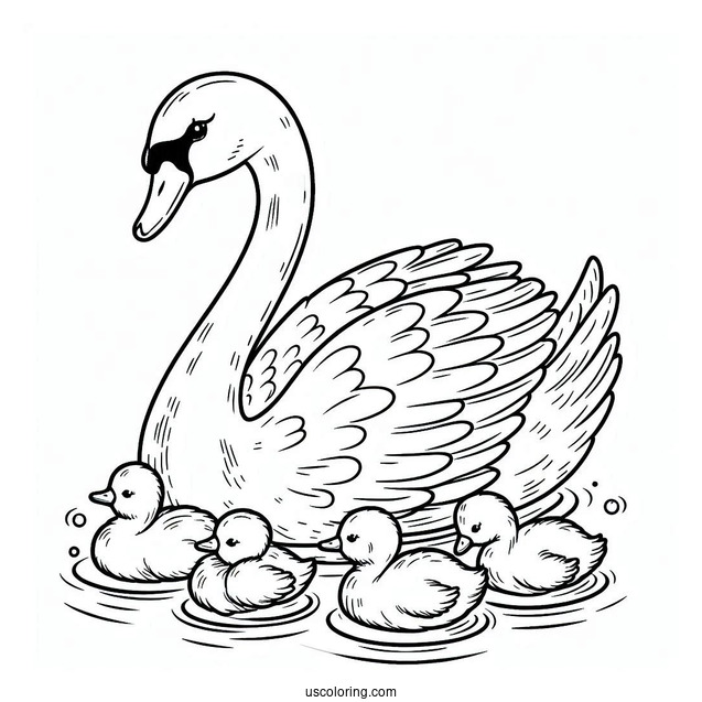 Swan Coloring Page Swimming With Cygnets