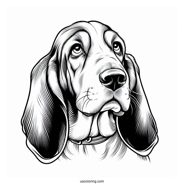 Basset Hound Looking Up