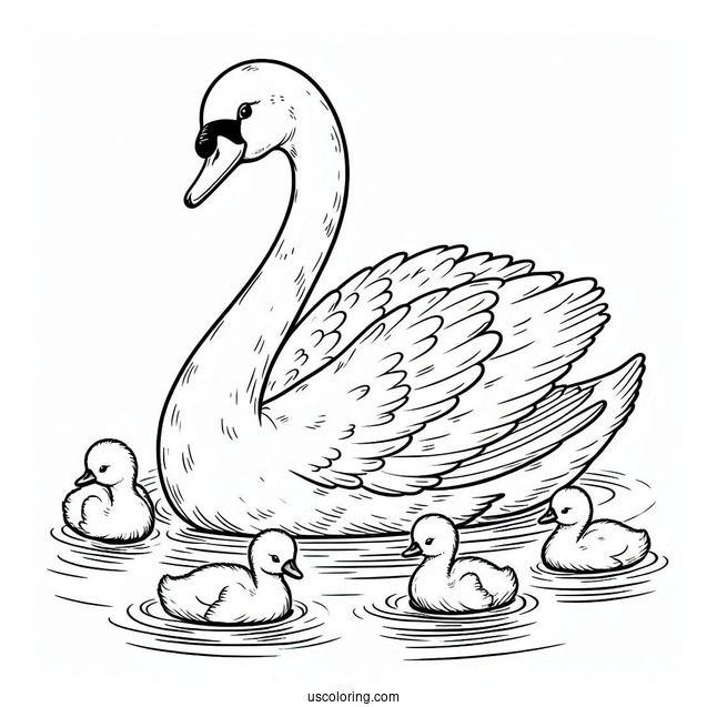 Swan Coloring Page Swimming With Cygnets