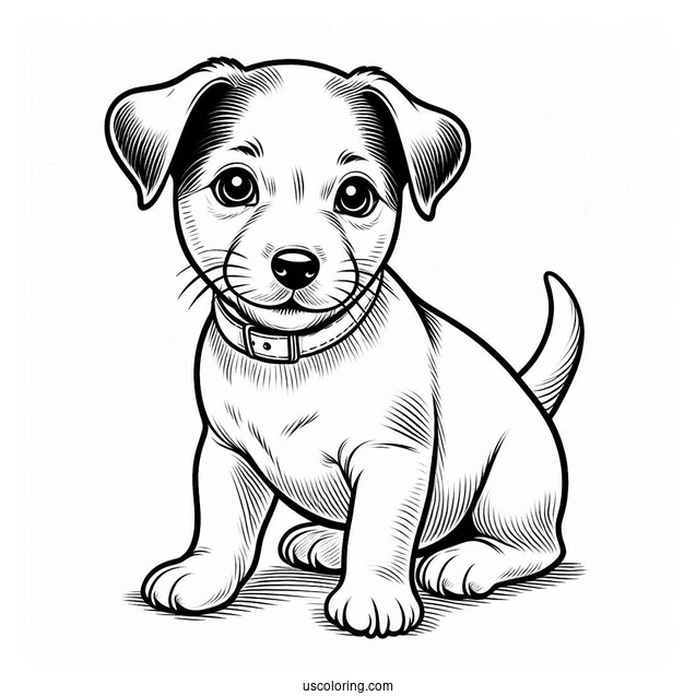 Jack Russell Terrier Puppy