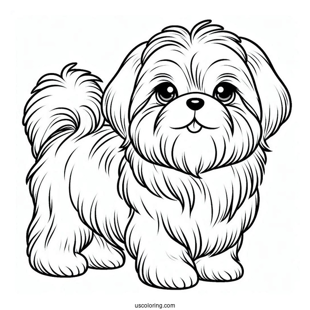 Adorable Shih Tzu To Color