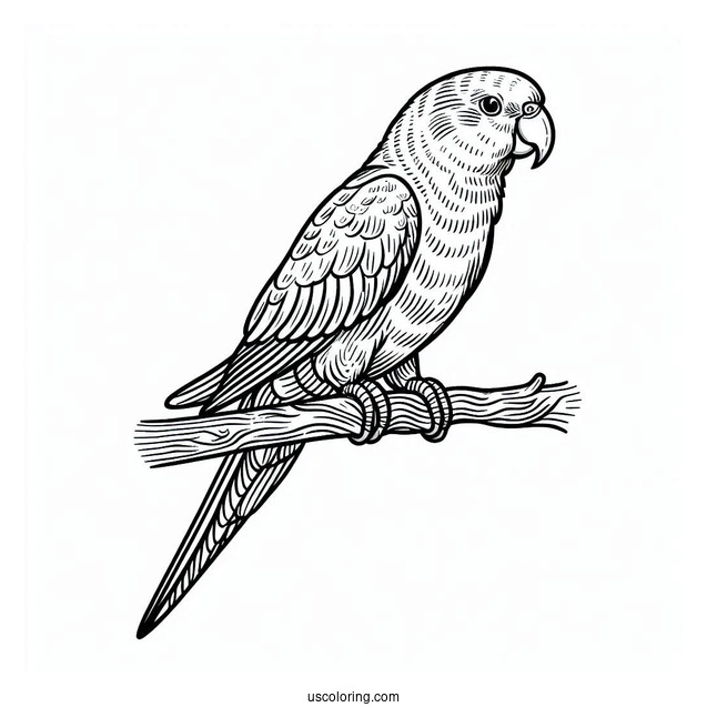 Senegal Parrot To Color