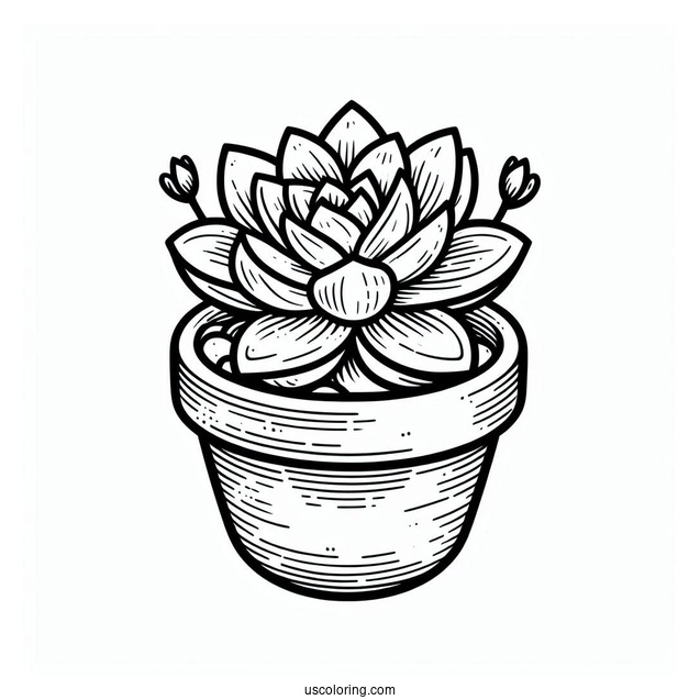 Simple Succulent Coloring Page Pot For Kids