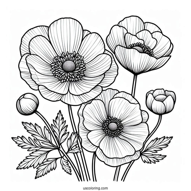 Flower Coloring Pages Of Poppy Anemones