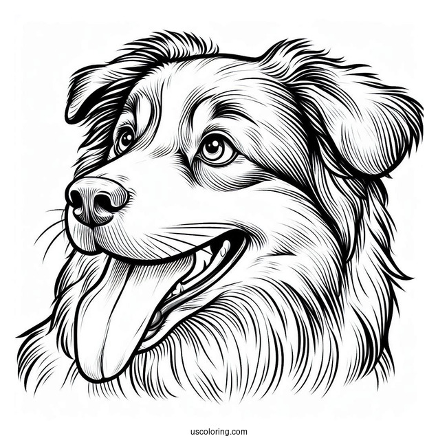 Australian Shepherd Dog With Tongue Out