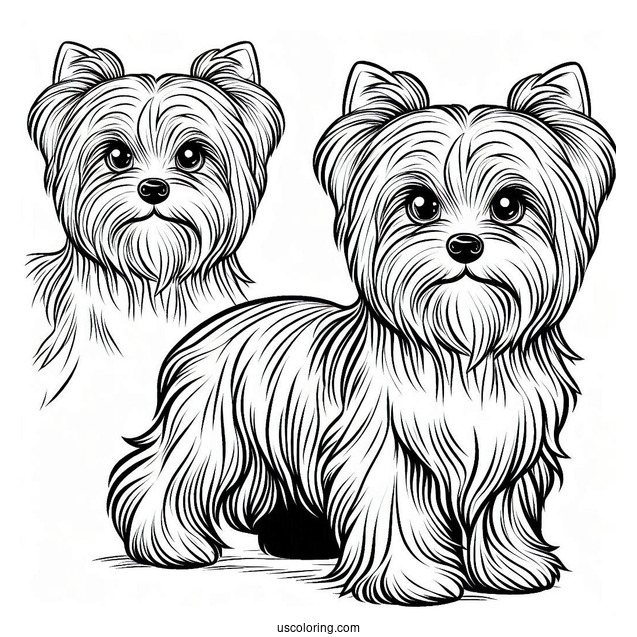 Yorkshire Terrier Coloring Page For Kids