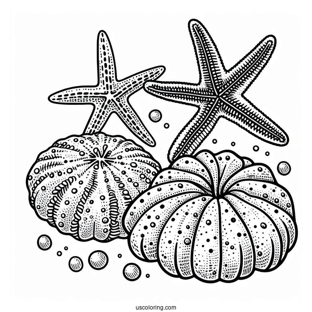 Cushion Starfish Coloring Page Next To Sea Sponges