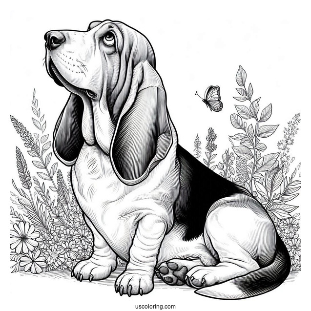 Basset Hound Looking Up