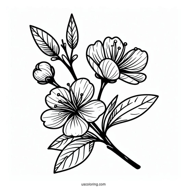 Flower Coloring Pages Of Easy Cherry Blossoms For Kids