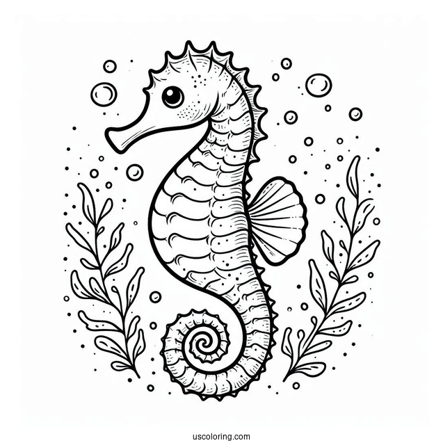 Easy Outline Of a Baby Seahorse To Color
