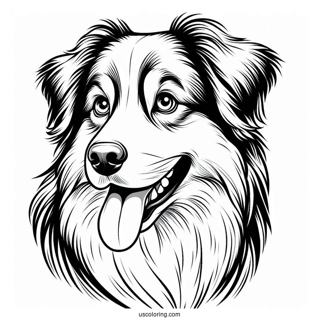 Australian Shepherd Dog With Tongue Out