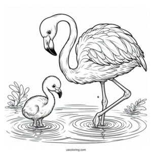 Mother And Baby Flamingo In Water To Color