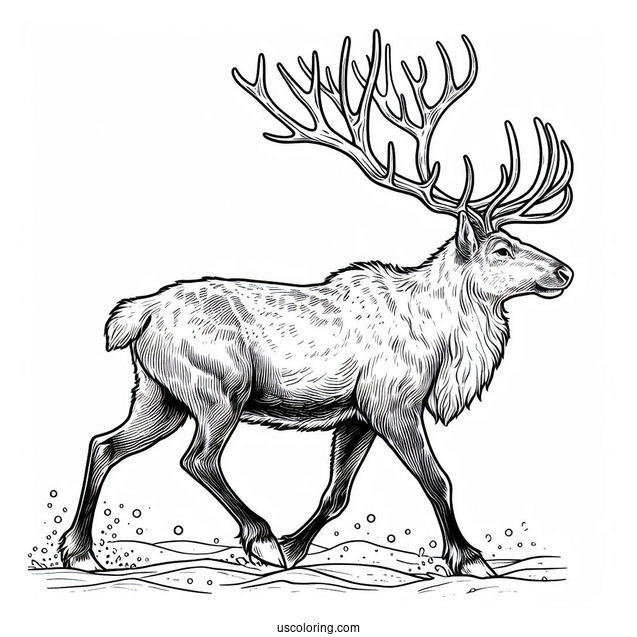 Wild Reindeer Walking In The Snow