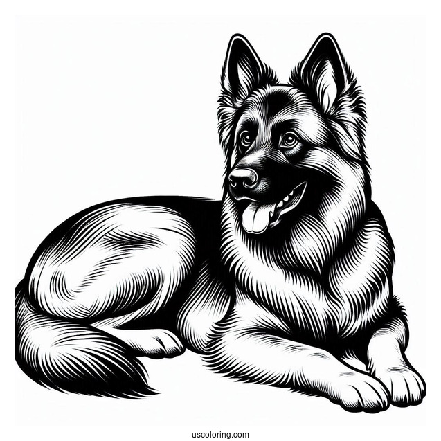 Outline Of Beglian Malinois Dog