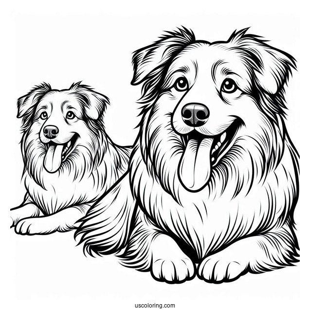 Australian Shepherd Dog With Tongue Out