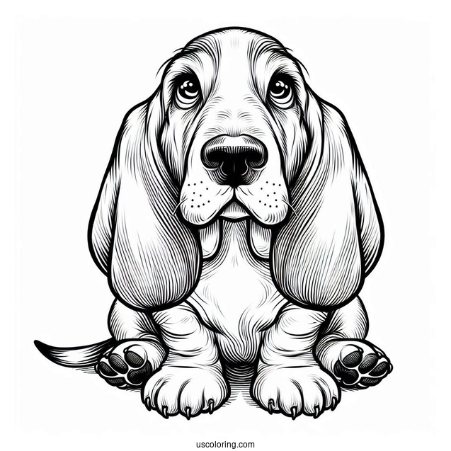 Basset Hound Looking Up