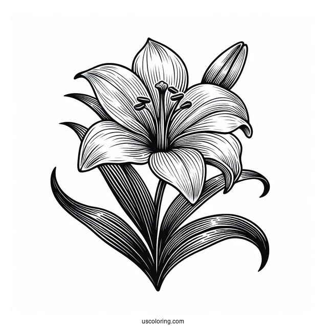Flower Coloring Pages Of Single Easter Lily Flower