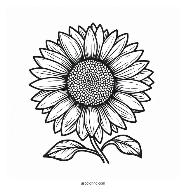 Flower Coloring Pages Of Sunflower Head Outline For Kids