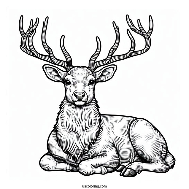 Coloring Page Of a Realistic Looking Reindeer