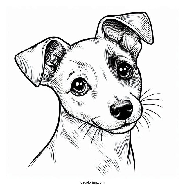 Jack Russell Dog With Perked Ears Coloring In