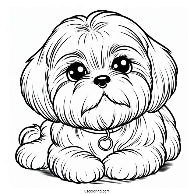 Adorable Shih Tzu To Color