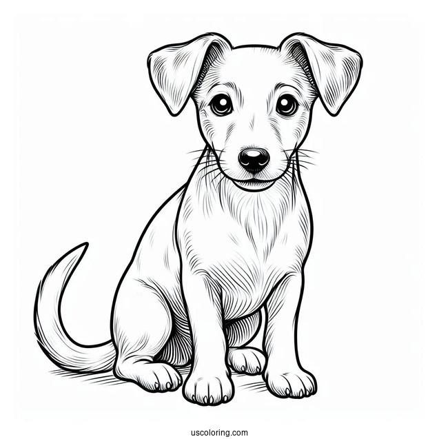 Jack Russell Dog With Perked Ears Coloring In