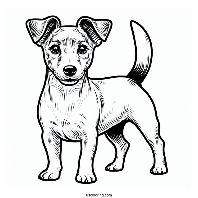 Jack Russell Dog With Perked Ears Coloring In