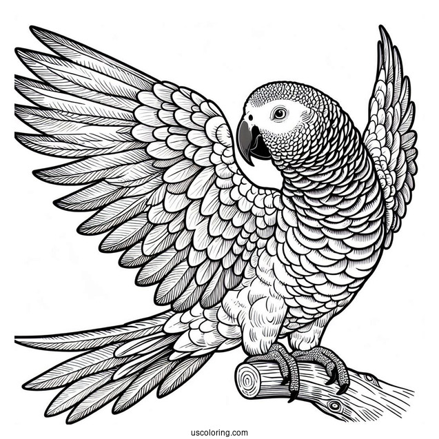 African Grey Parrot