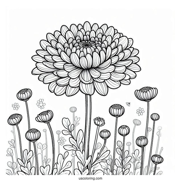Flower Coloring Pages Of Chrysanthemum In The Field