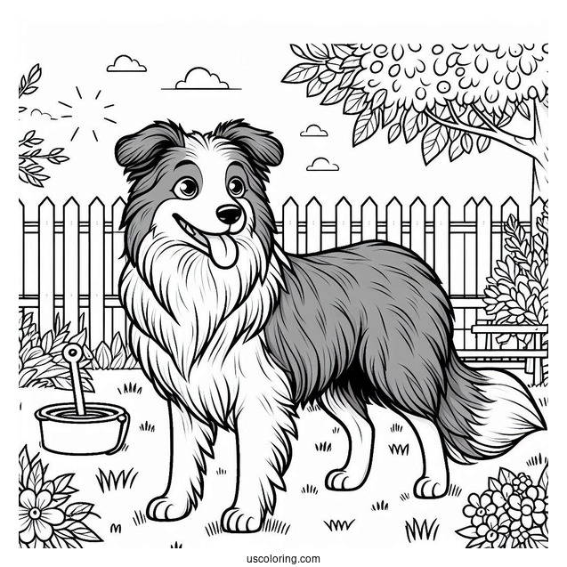 Border Collie Dog In Backyard Coloring Sheet