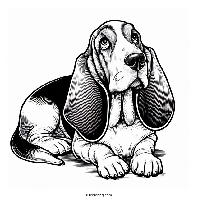 Basset Hound Looking Up