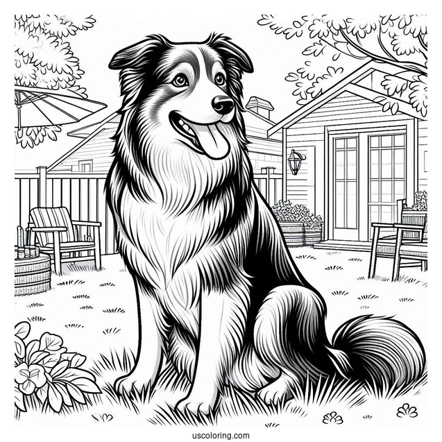 Border Collie Dog In Backyard Coloring Sheet