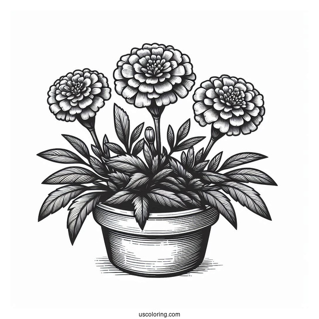 Flower Coloring Pages Of Realistic Pot Marigolds