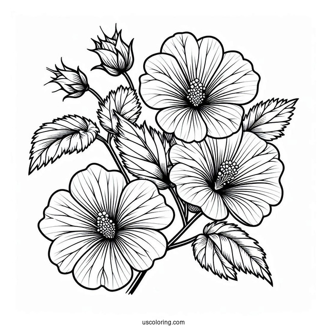 Flower Coloring Pages Of Swamp Rose Mallow Outline