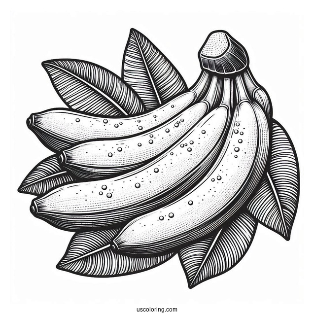 Cavendish Bananas Coloring Page