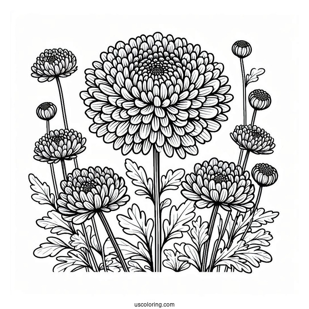 Flower Coloring Pages Of Chrysanthemum In The Field