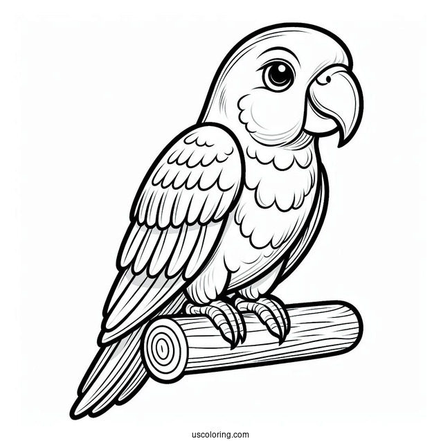 Parrot With Large Beak To Color