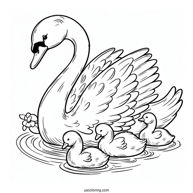 Swan Coloring Page Swimming With Cygnets